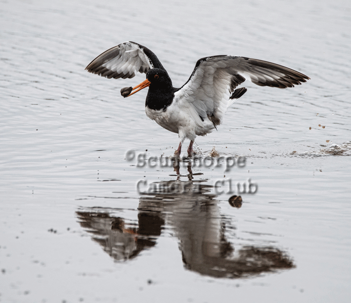 Oystercatcher with cockle